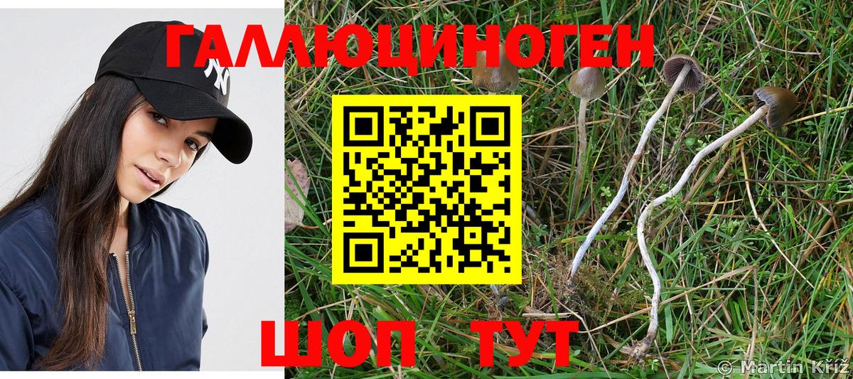 Новокубанск  Галлюциногенные грибы прущие грибы  Вход с VPN 